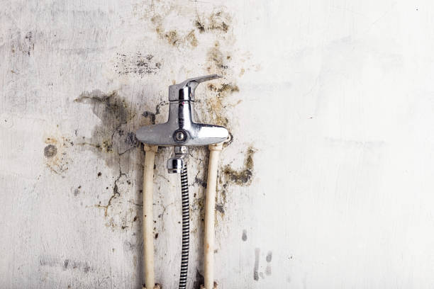 Best Bathroom Mold Remediation in White Knoll, SC