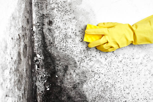 Best Residential Mold Remediation in White Knoll, SC