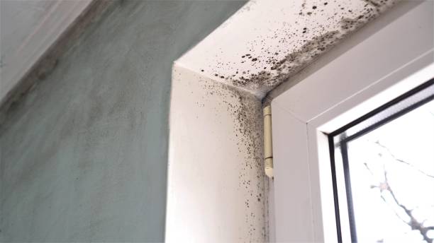 Best Crawl Space Mold Remediation in White Knoll, SC