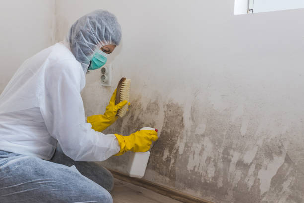 Best Residential Mold Remediation in White Knoll, SC
