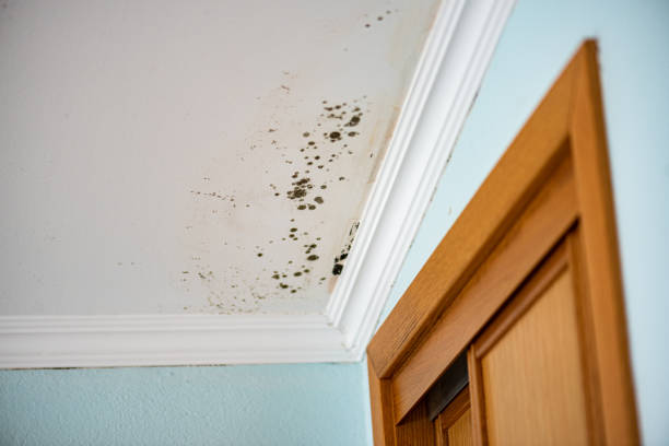 Best HVAC Mold Remediation in White Knoll, SC