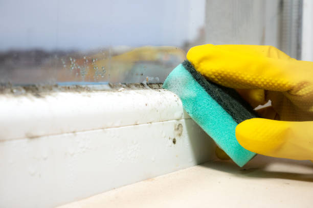 Best DIY Mold Remediation Support Services in White Knoll, SC