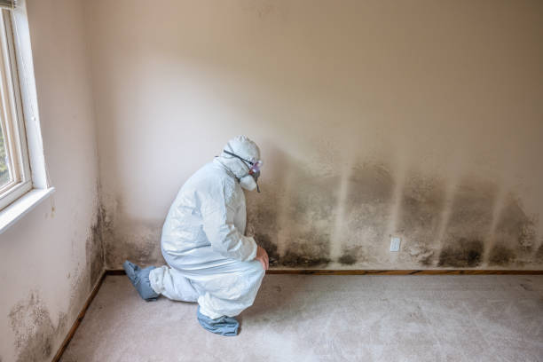 Best DIY Mold Remediation Support Services in White Knoll, SC